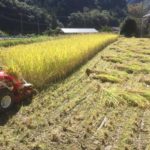松原菜園の稲刈り