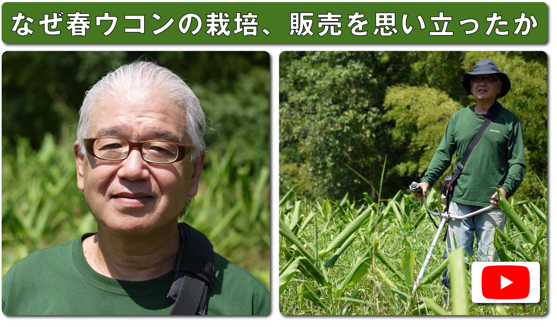 なぜ春ウコンの栽培、販売を思い立ったか